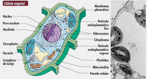 celula eucariótica vegetal